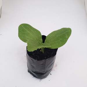 Warm Weather: Crown Pumpkin