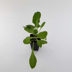 Warm Weather: Perpetual Spinach