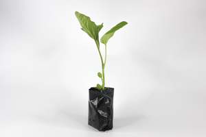 Warm Weather: Asian Bride long Purple Eggplant ( Dok)