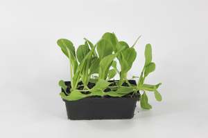 Warm Weather: Pak Choi Shanghai (Bok Choy)