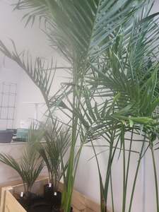 Seedlings: Kings palms tree