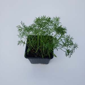 Seedlings: Dill