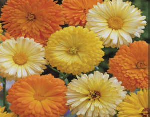Seedlings: CALENDULA Fiesta Gitana Mix