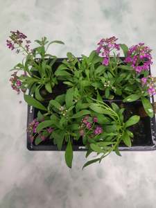 Seedlings: Alyssum Easter bonnet deep rose