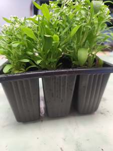 Seedlings: Alyssum Easter bonnet white
