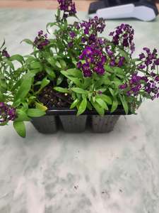 Alyssum Easter bonnet violet flowers