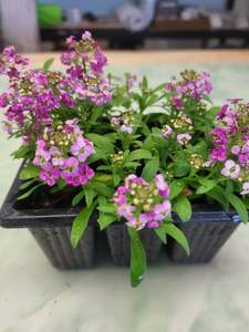 Seedlings: Alyssum Easter bonnet  deep pink flowers