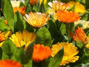 Calendula Dwarf Colours Mixed