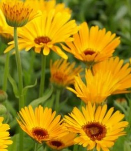 Calendula Nova Flower