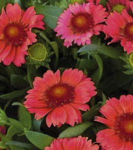 Seedlings: Gaillardia Arizona Flower Mix PB2 bag