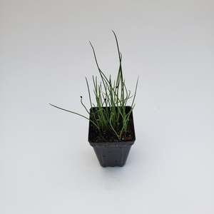 Seedlings: Organic Leek Carentan Giant