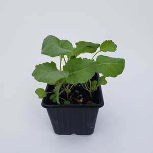 Seedlings: Broccoli ready by 10th feb