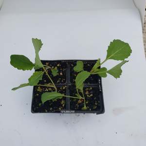 Cabbage ready by 10th feb