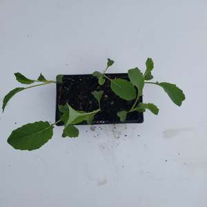 Seedlings: Cauliflower ready by 10th feb