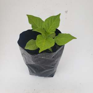 Seedlings: Carolina Reaper pb3 bag