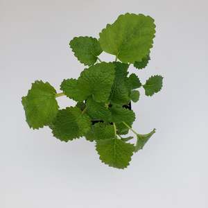 Lemon Balm