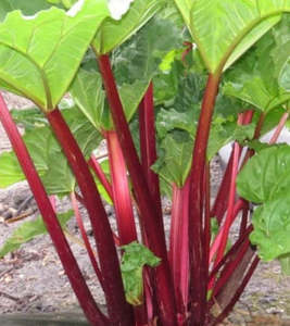 Seedlings: Rhubarb Red Cherry