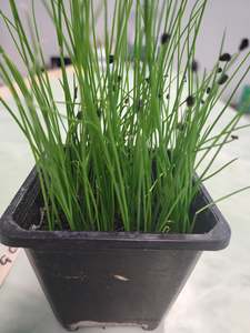 Seedlings: Gatlic Chives