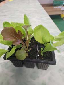 Seedlings: Mesclun original