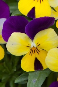 Seedlings: Viola/Pansy Heartsease