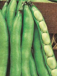 Broad Bean