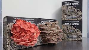 Mushroom Kits: Italian and Pink Oyster Mushroom Grow Kit - 4 Pack