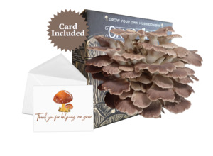 2026 Father's Day Gift - Italian Oyster Mushroom Kit