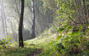 Products: Feed yourself Food Forest Workshop oakandthistle