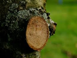 Products: Winter Tree Maintenance and Pruning oakandthistle