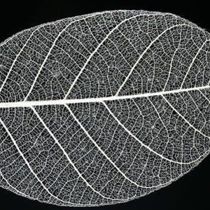 Products: Leaf Skeletons - School Holiday Fun oakandthistle