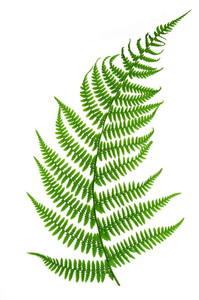 Products: Flower & Leaf Pressing - Autumn - School Holiday Fun oakandthistle
