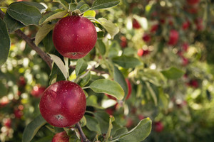 Products: Positively Productive Post Harvest Pruning & Training oakandthistle