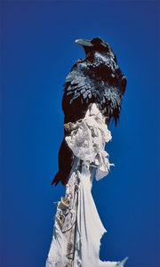 King Black - Occasional Climber