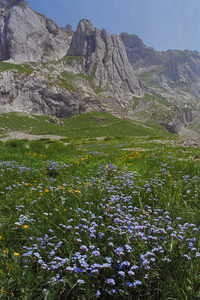 Products: Europe - 02 - Occasional Climber