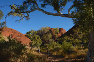 Products: Red Centre - 18 - Occasional Climber