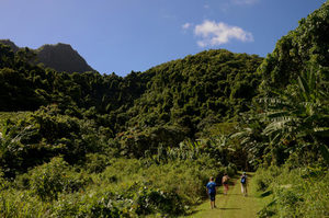 Products: Rarotonga - 02 - Occasional Climber