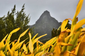 Products: Rarotonga - 03 - Occasional Climber