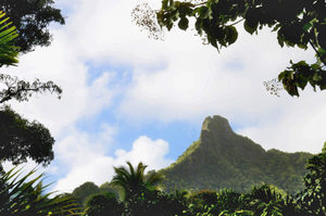 Rarotonga - 05 - Occasional Climber