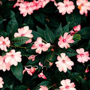 Bach Flower Remedies: Custom-Made Bach Flower Remedy