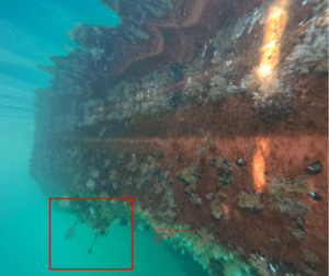 Scientific: BioSync® AI-Powered Marine Monitoring System