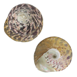 Products: TROCHUS SHELL - ORGANIC NATURAL