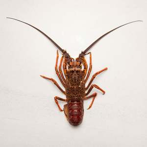 Trending: Frozen NZ Crayfish Whole Raw