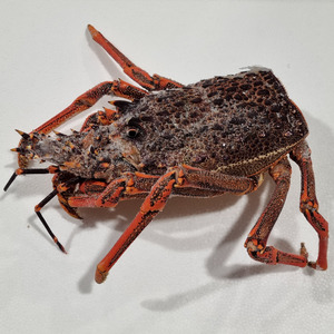 Crayfish - Bodies Frozen