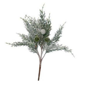 Foliage: Frosted Cypress Bush