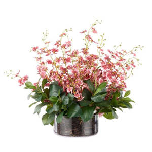 Homeware: Small Dancing Orchid in Glass Pot - Pink