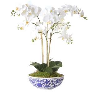 Phalaenopsis Orchid in Blue & White Pot