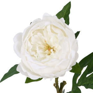 White Peony