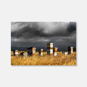 Gifts For Dad: Bee Hives Photo Print