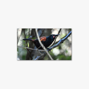 Gift Ideas: Saddleback - Stephen Jaquiery