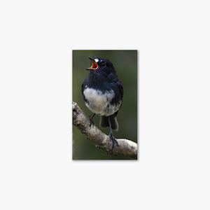 Gift Ideas: Stewart Island Robin - Stephen Jaquiery
